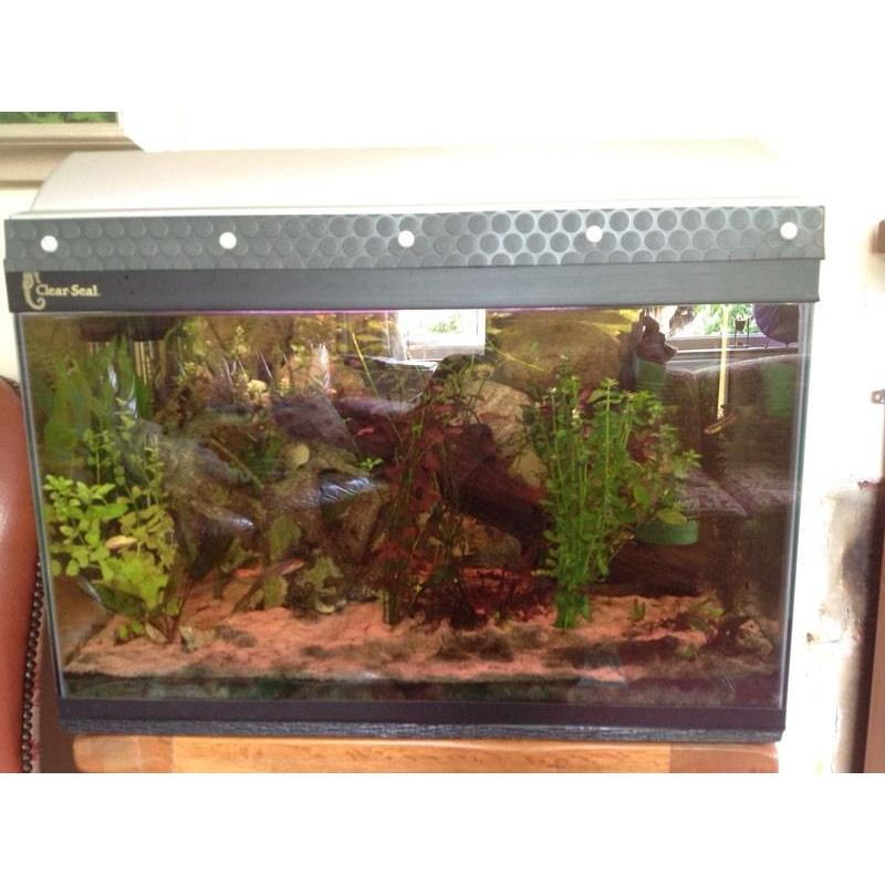 Well established Clear-seal tropical aquarium L60cm, W30cm, H38cm