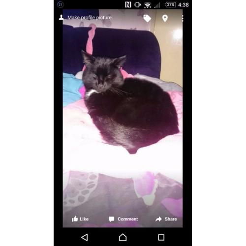 Free to good home frank the most loving cat ever