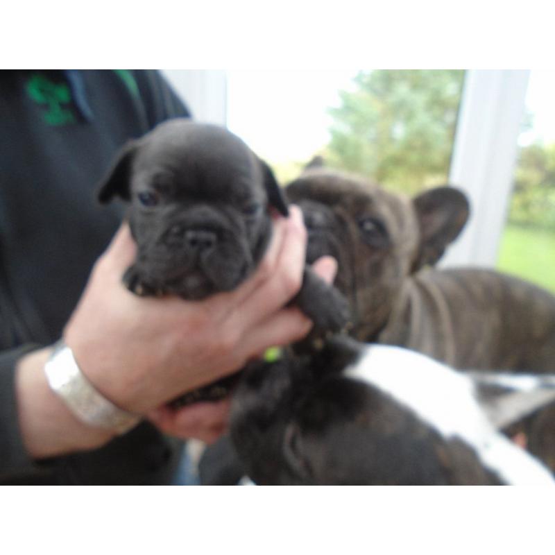 FRENCH BULLDOG PUPPIES