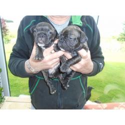 FRENCH BULLDOG PUPPIES