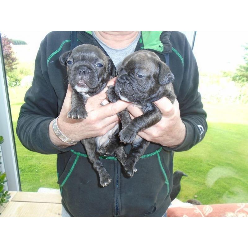 FRENCH BULLDOG PUPPIES