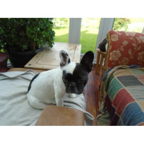 FRENCH BULLDOG PUPPIES