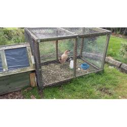 Brown laying hens