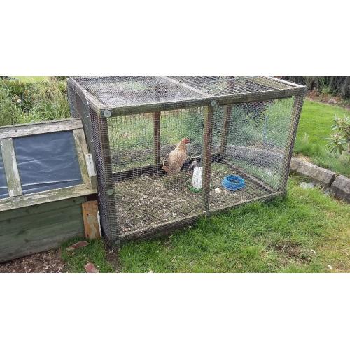 Brown laying hens