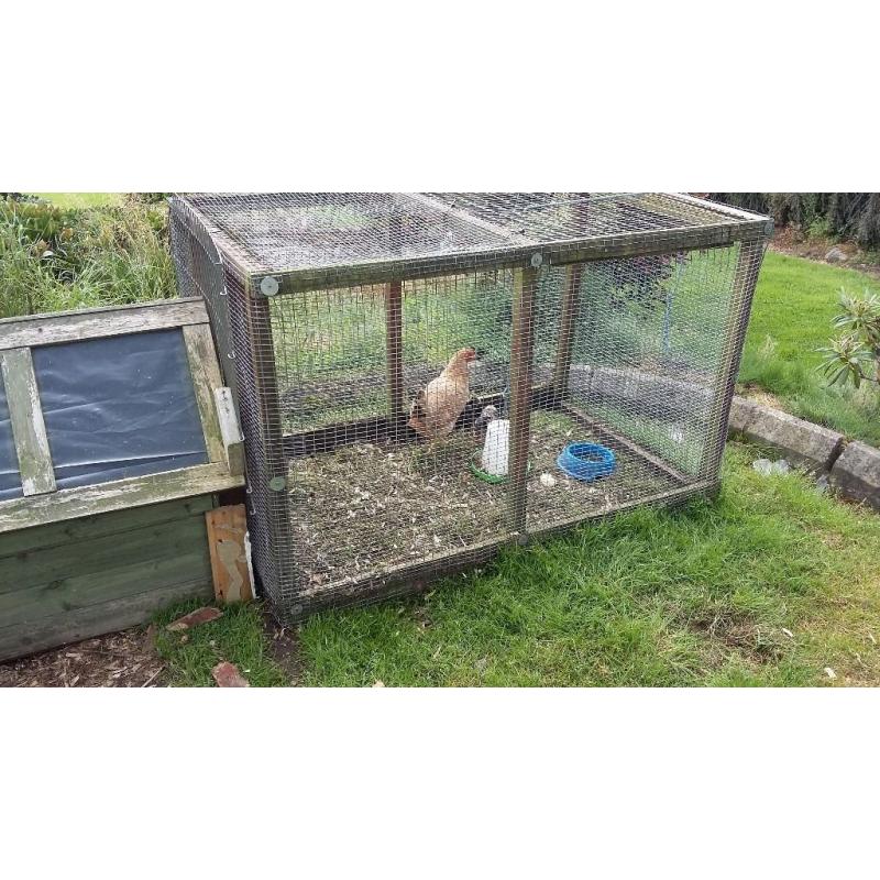 Brown laying hens