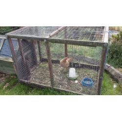 Brown laying hens