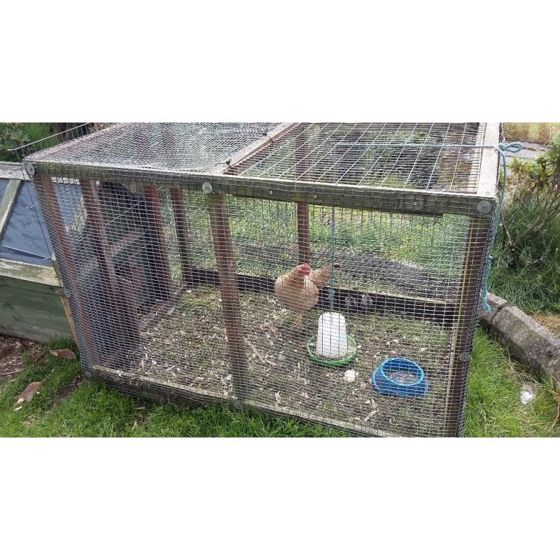 Brown laying hens