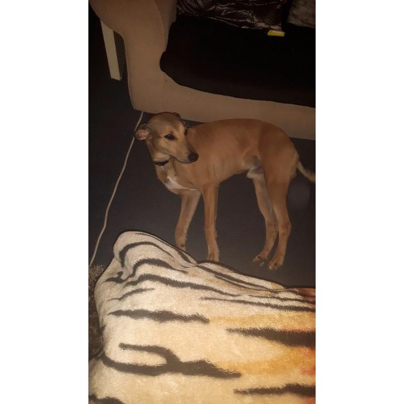Whip it mix bread puppy