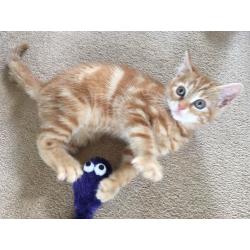 Gorgeous Ginger Kitten