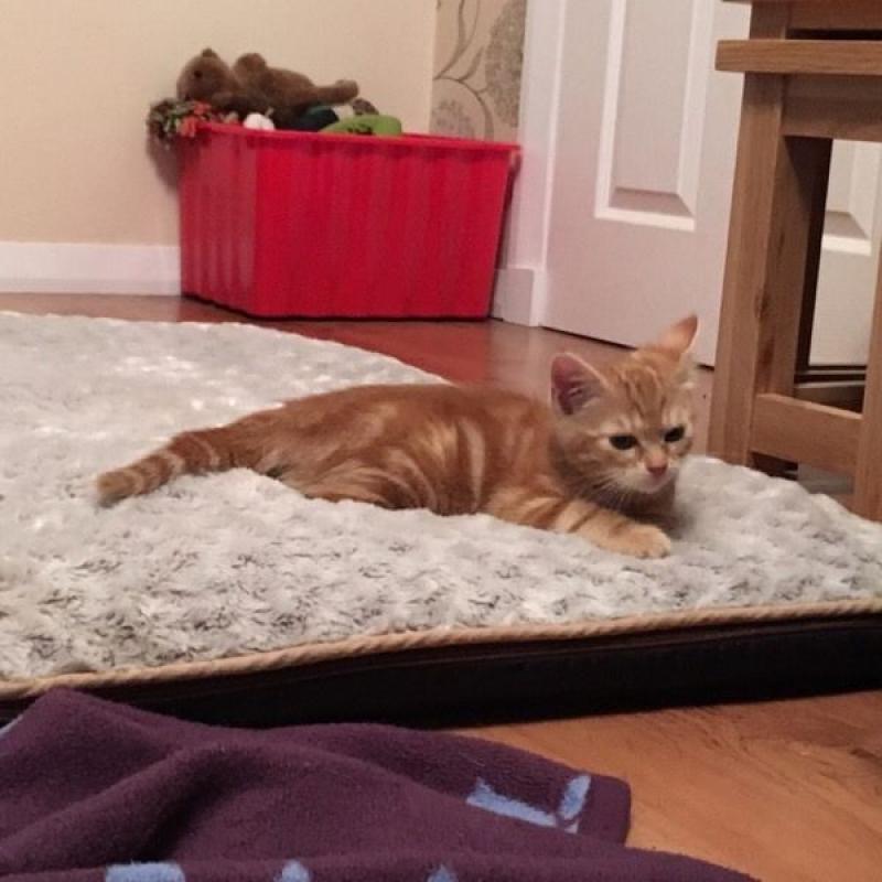 Gorgeous Ginger Kitten