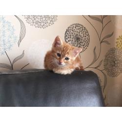 Gorgeous Ginger Kitten