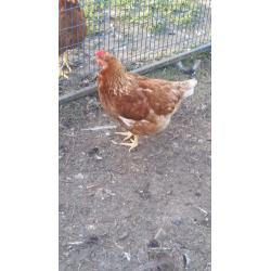 Hen