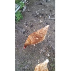 Hen