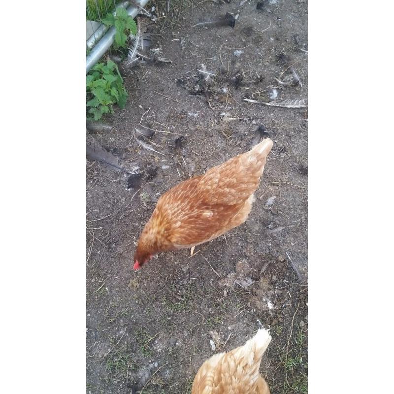 Hen