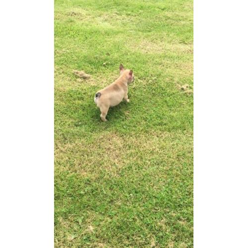 French Bulldog Pups