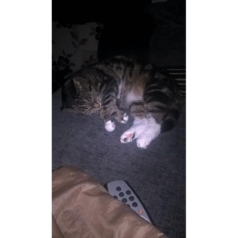 Female cat
