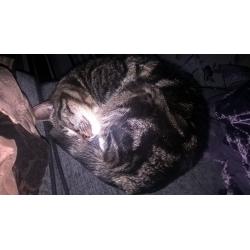 Female cat