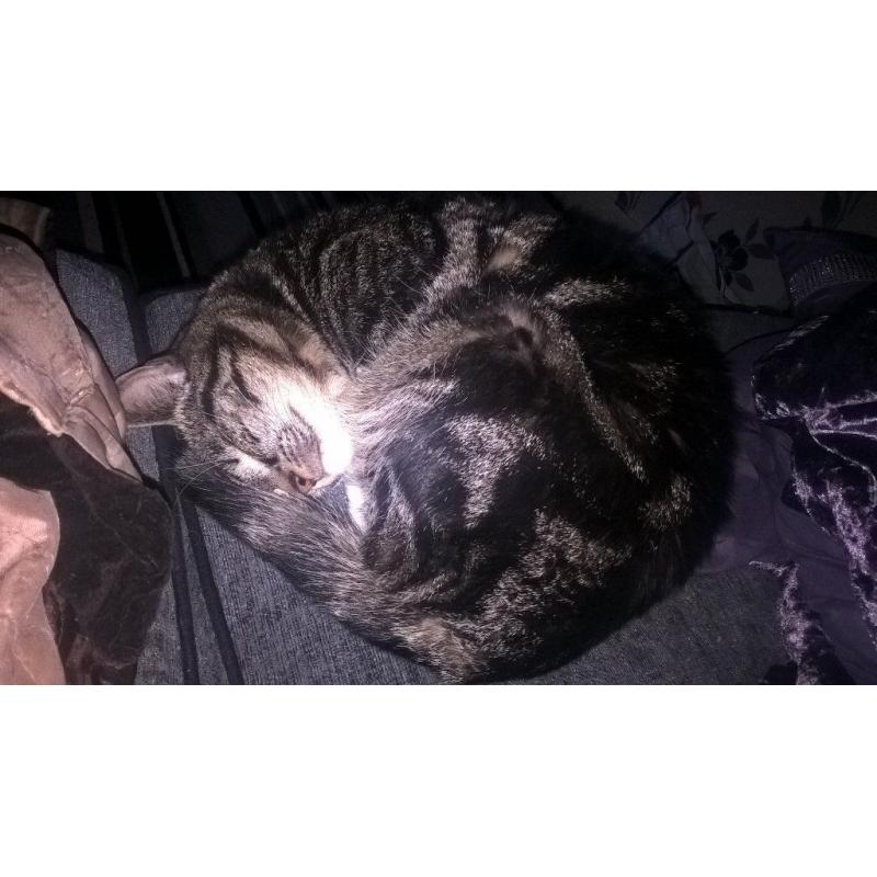 Female cat