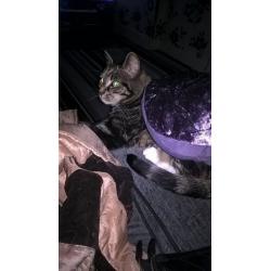 Female cat