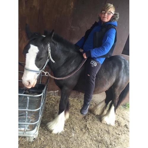 Gelding for sale