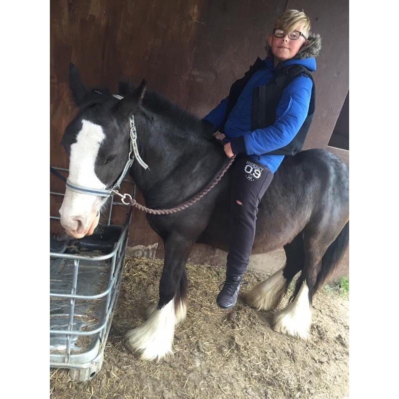 Gelding for sale