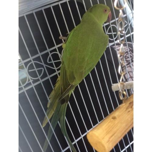 Indian ring neck