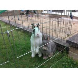 Rabbit or Guinea pig play pen
