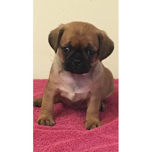 Pugalier pups for sale