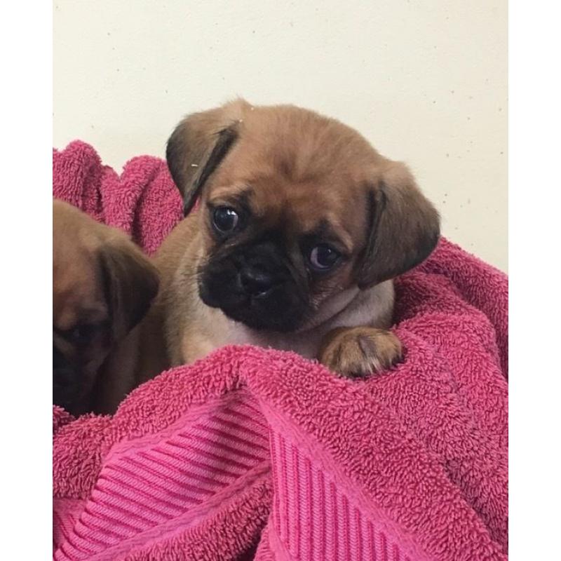 Pugalier pups for sale