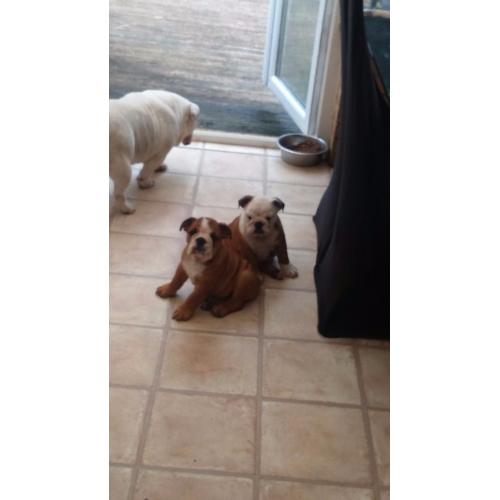 forever homes needed for british bulldog pups