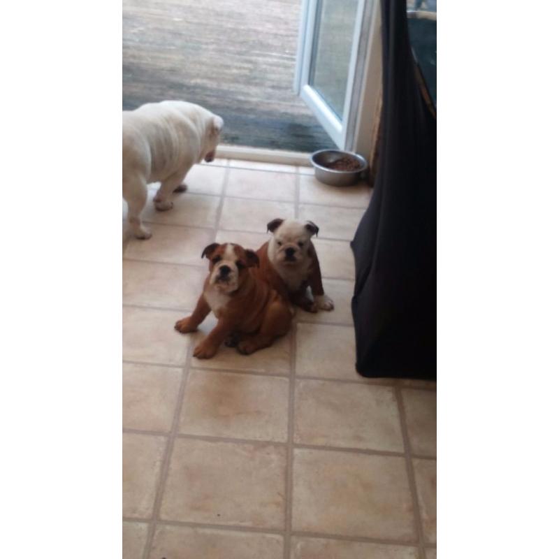 forever homes needed for british bulldog pups