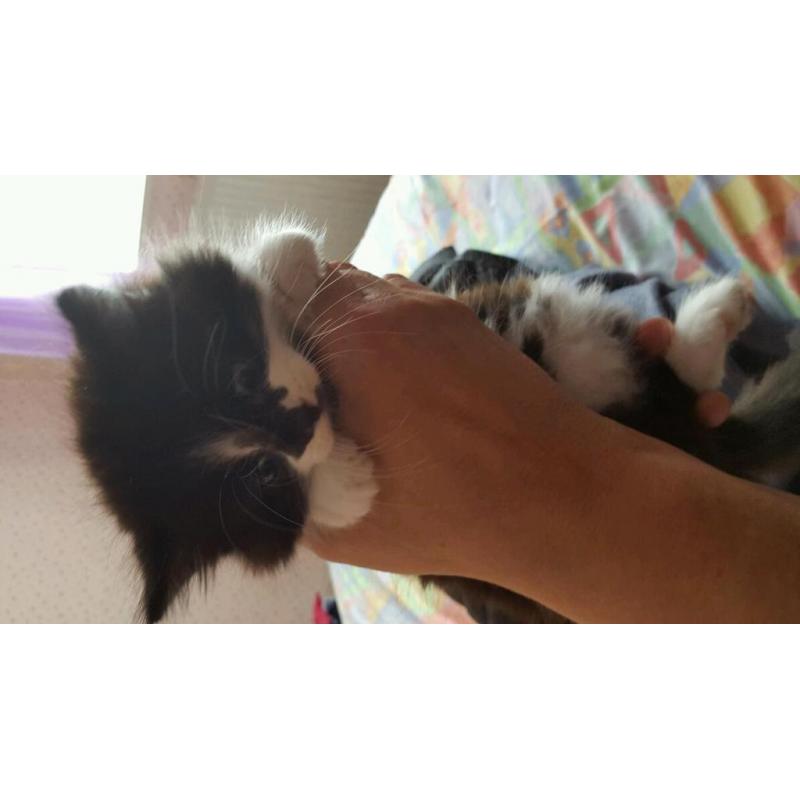 Kitten for sale