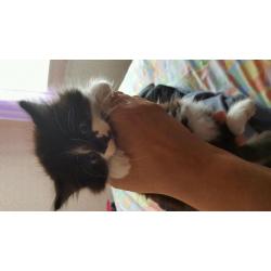 Kitten for sale