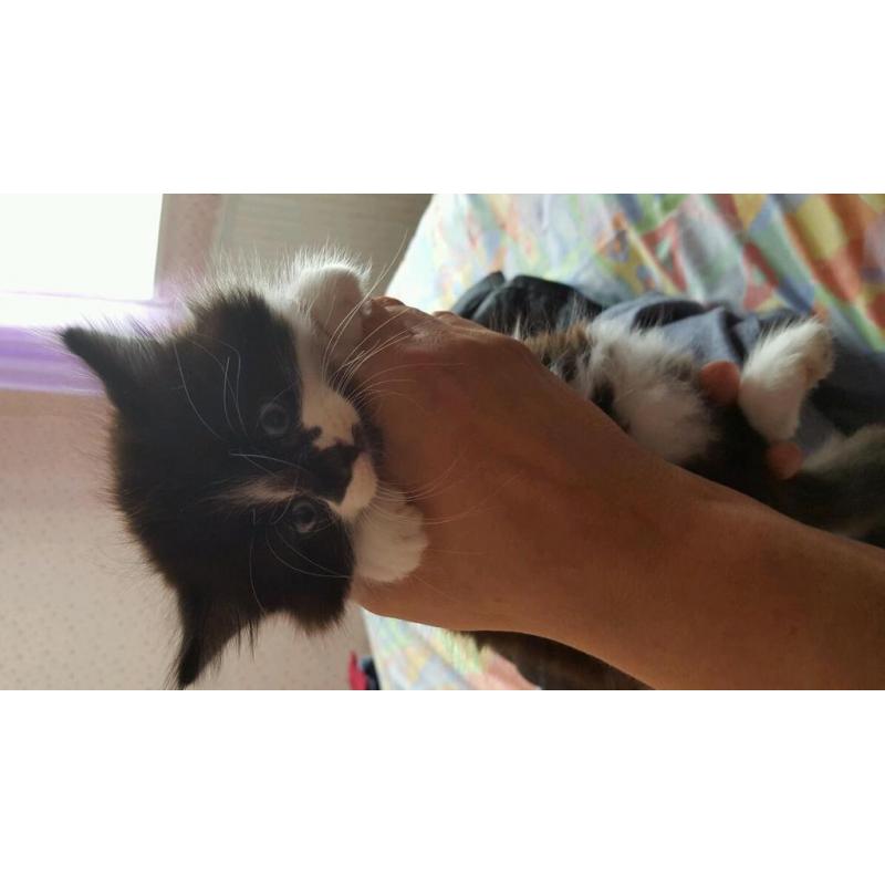 Kitten for sale