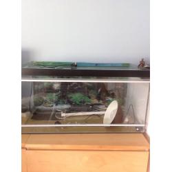 Bearded dragon tank