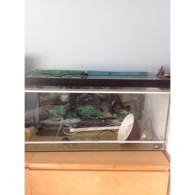 Bearded dragon tank