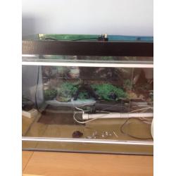 Bearded dragon tank