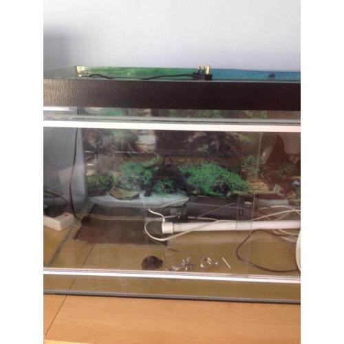 Bearded dragon tank