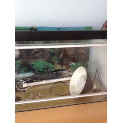 Bearded dragon tank