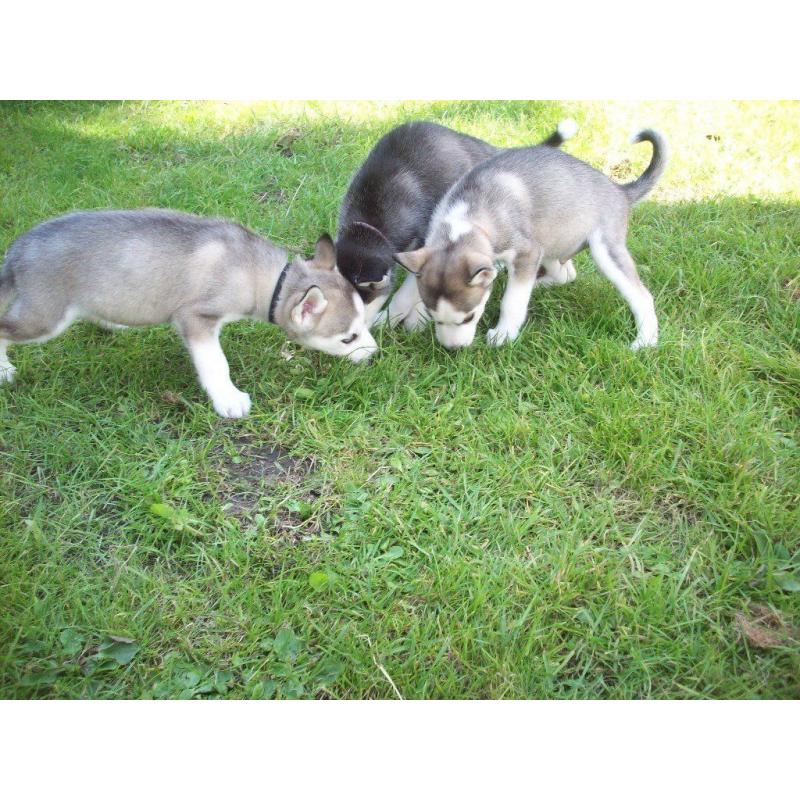 8 WEEKS OLD SIBERIAN HUSKY PUPPYS KC REGISTERED VERY CUTE