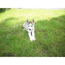 8 WEEKS OLD SIBERIAN HUSKY PUPPYS KC REGISTERED VERY CUTE