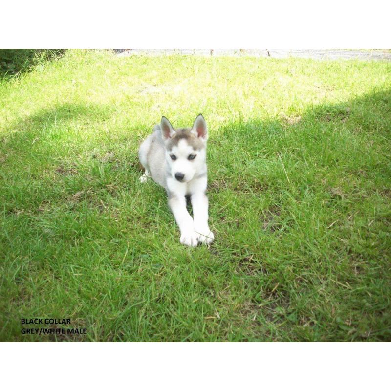 8 WEEKS OLD SIBERIAN HUSKY PUPPYS KC REGISTERED VERY CUTE