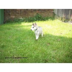 8 WEEKS OLD SIBERIAN HUSKY PUPPYS KC REGISTERED VERY CUTE