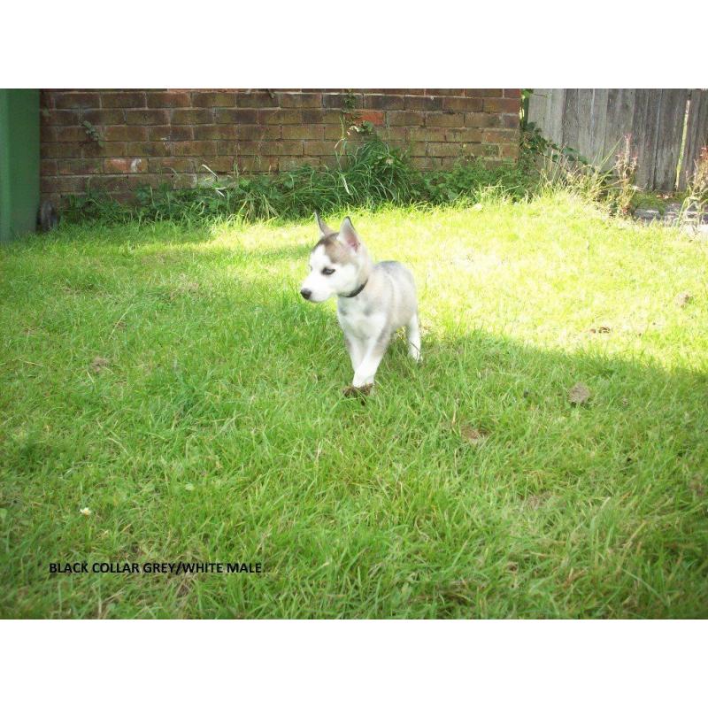 8 WEEKS OLD SIBERIAN HUSKY PUPPYS KC REGISTERED VERY CUTE