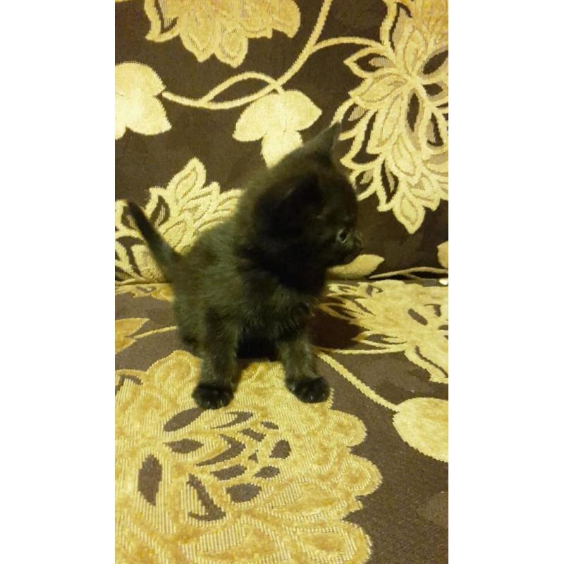 Cute kittens