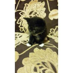 Cute kittens