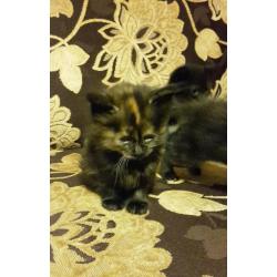 Cute kittens