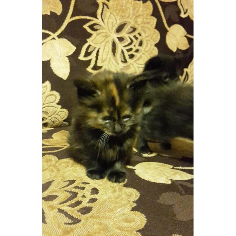 Cute kittens