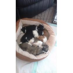 Beauitful full shihzu babys