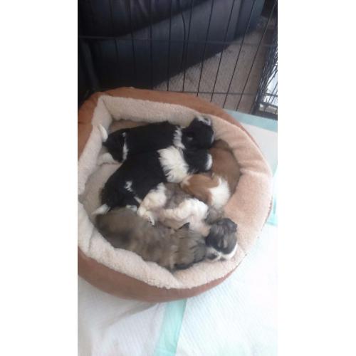Beauitful full shihzu babys